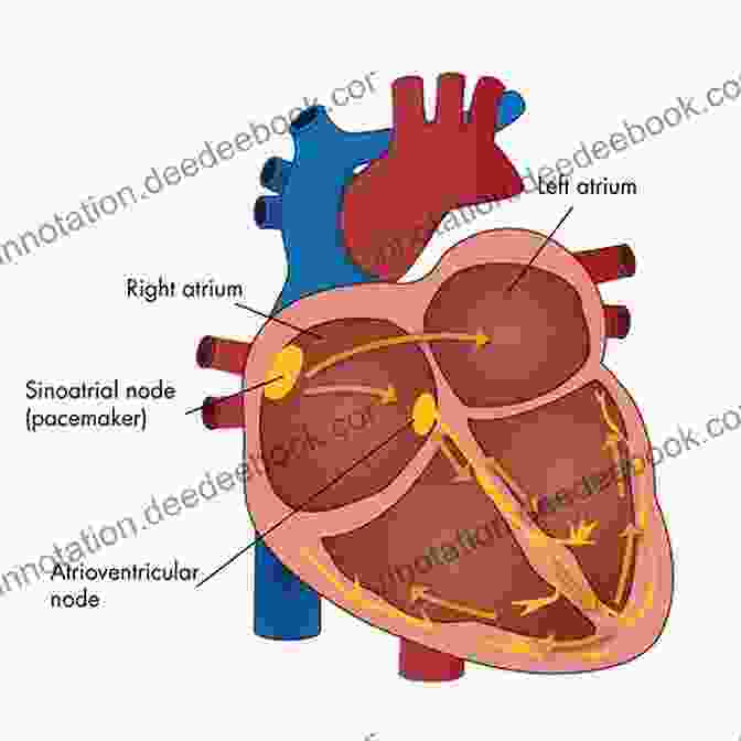 A Diagram Of The Heart's Anatomy Showing The Electrical Pathways And Chambers Pulsations Of A Heartbeat: I Gave Her My Last Breath