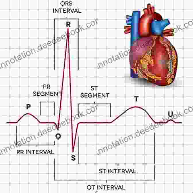 A Visual Representation Of A Healthy Heartbeat Rhythm Pulsations Of A Heartbeat: I Gave Her My Last Breath