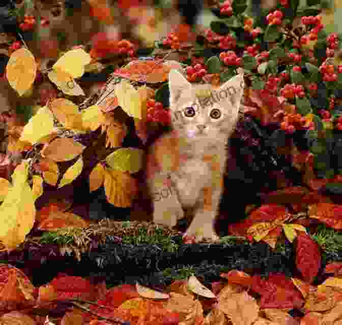 An Adorable Orange Kitten Playing Amidst Colorful Autumn Leaves, Surrounded By A Vibrant Red, Orange, And Yellow Backdrop. The Autumn Kitten (Cat Tales 4)