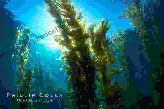 Giant Kelp Forests Swaying Gently In The Currents Of The Atlantic Ocean Under Water: Inside South Africa