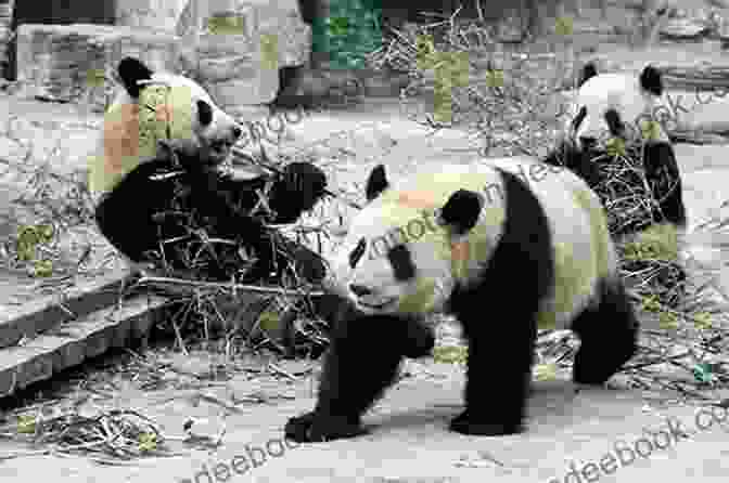 The Beijing Zoo, Beijing Beijing: 10 Must Visit Locations C A Weslager